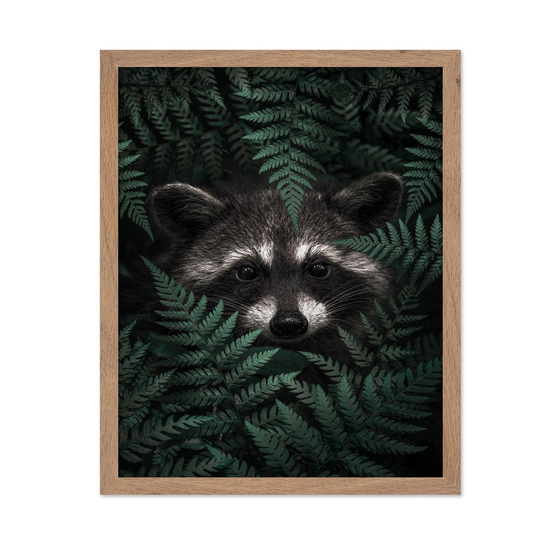 Raccoon In The Forest