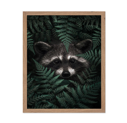 Raccoon In The Forest