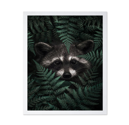 Raccoon In The Forest