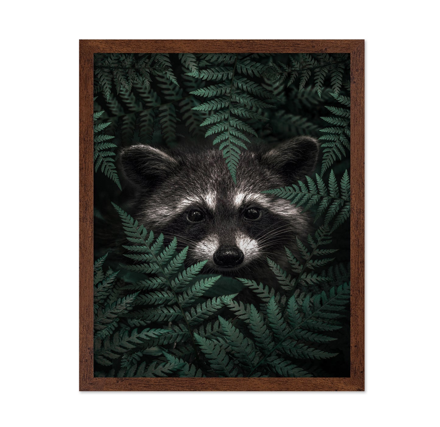 Raccoon In The Forest