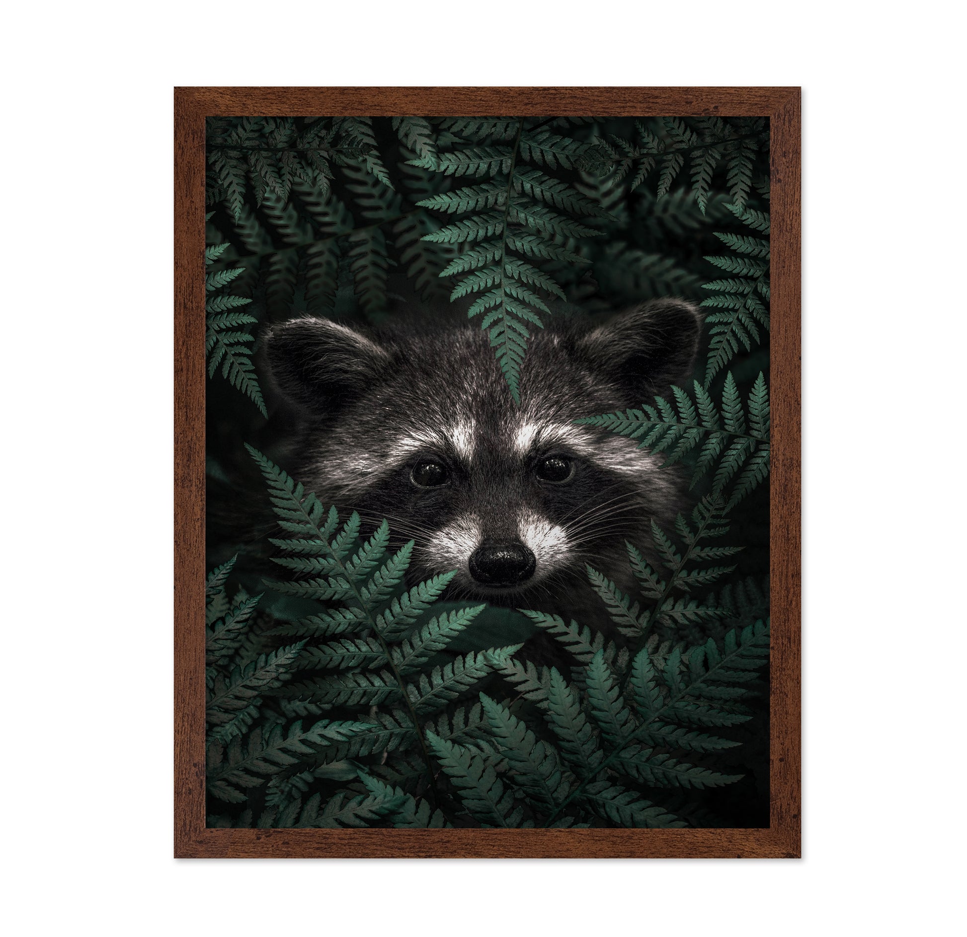 Raccoon In The Forest