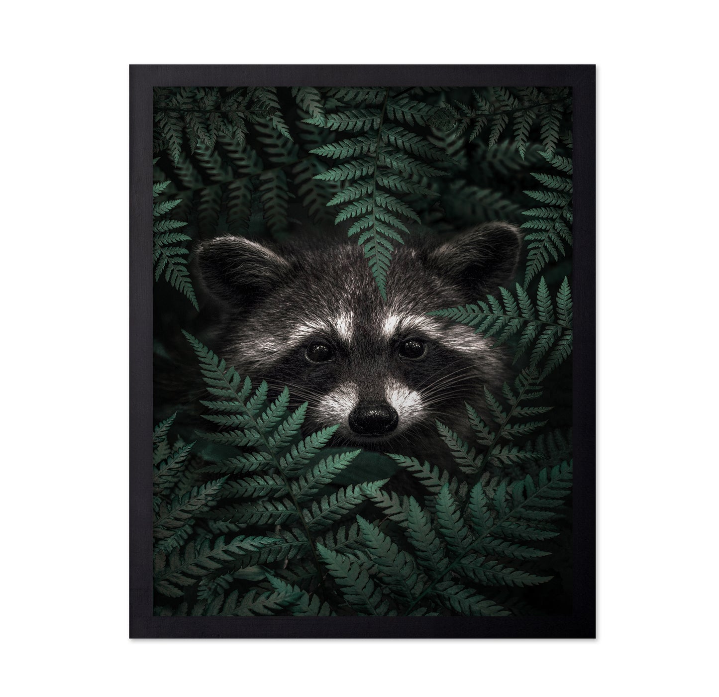 Raccoon In The Forest