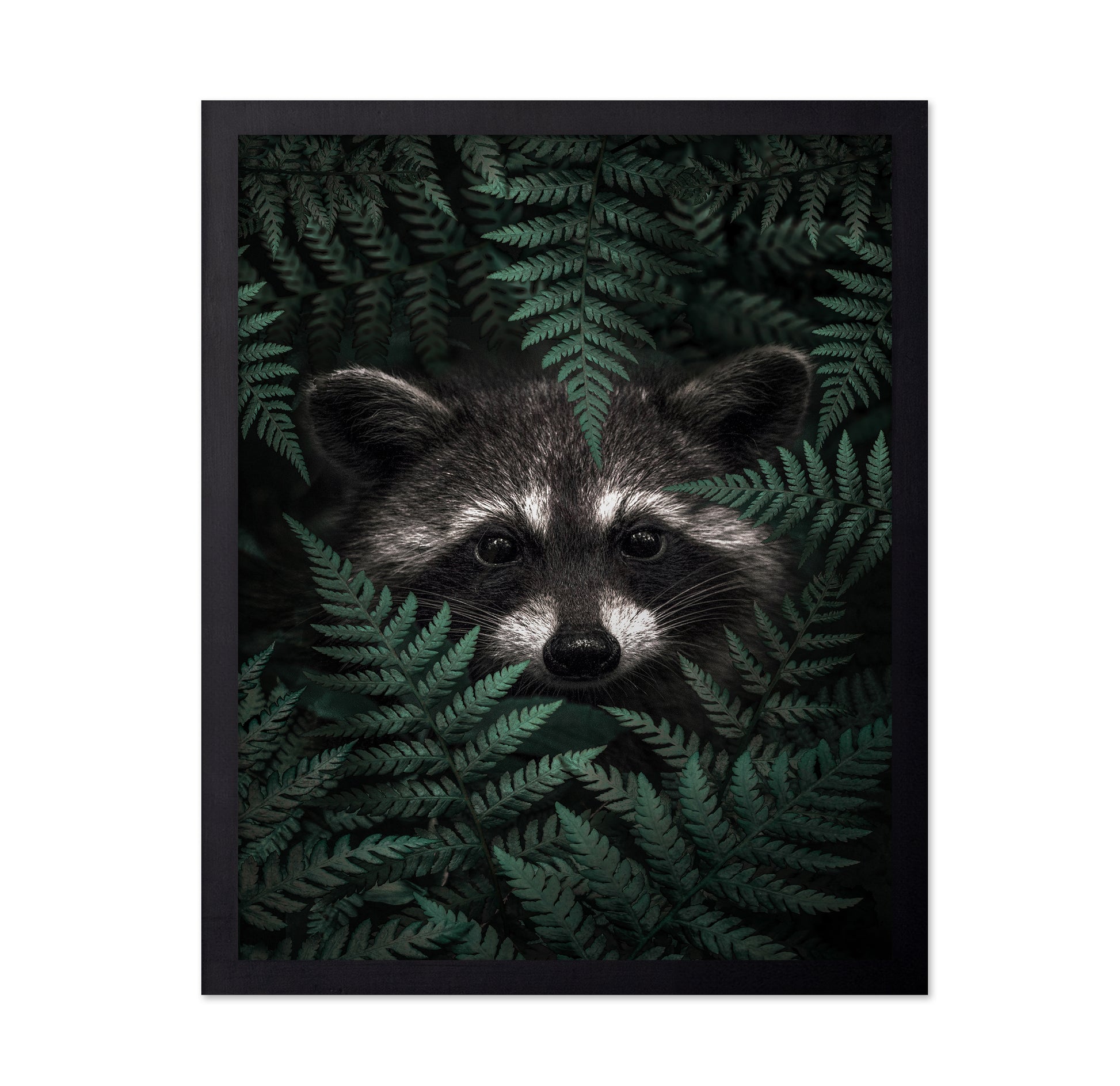 Raccoon In The Forest