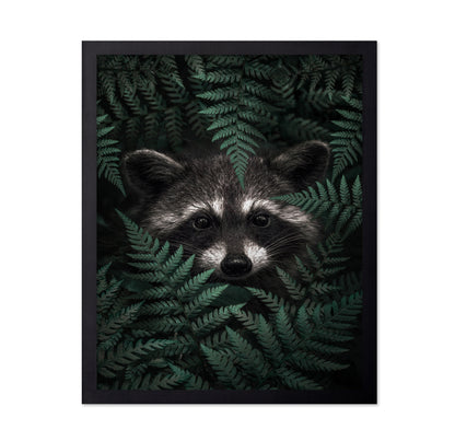 Raccoon In The Forest