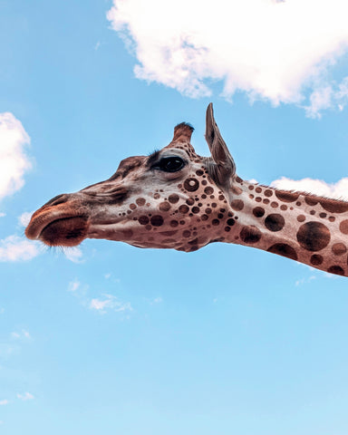 Polkadots Giraffe Head