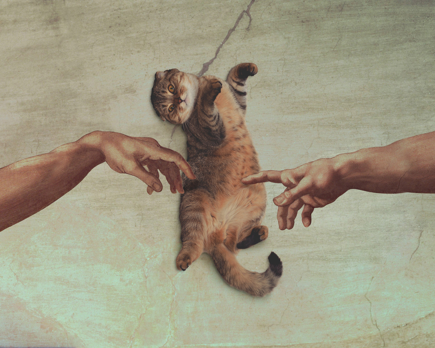 Touch of the Kitty