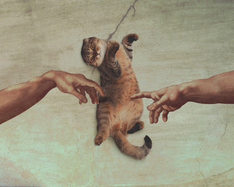 Touch of the Kitty