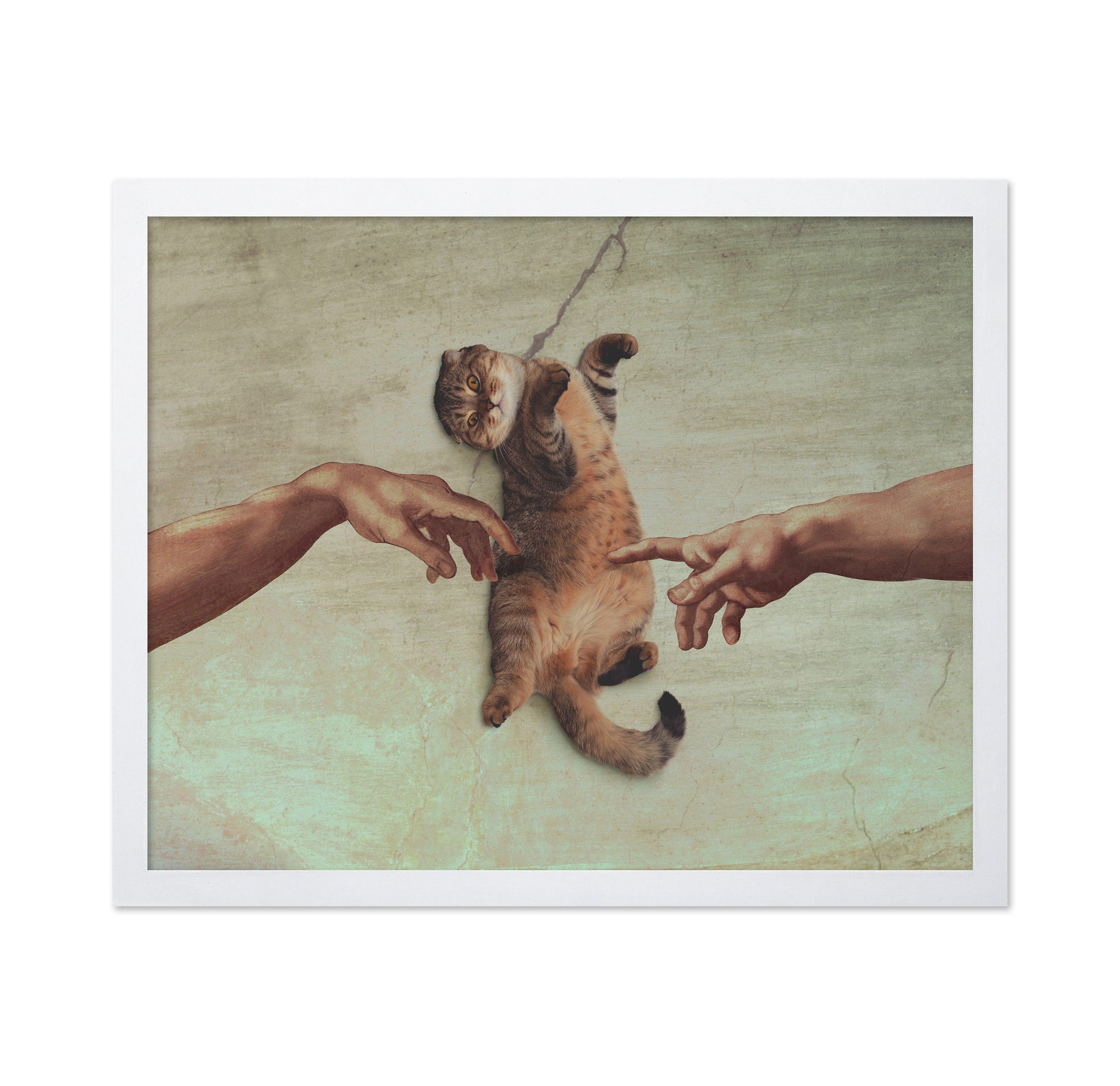 Touch of the Kitty