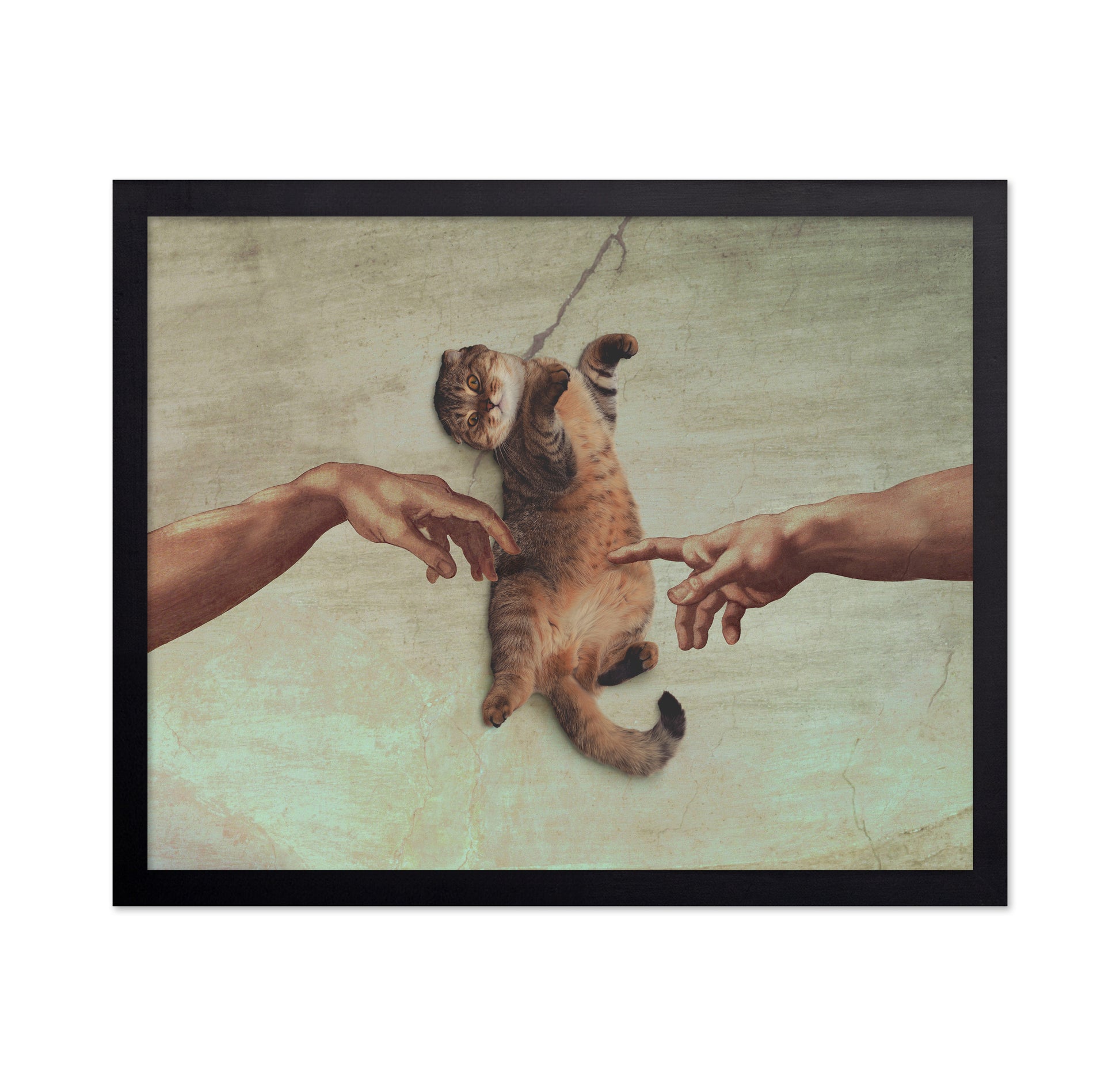 Touch of the Kitty