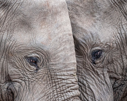 Face to Face