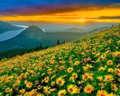Dog Mountain