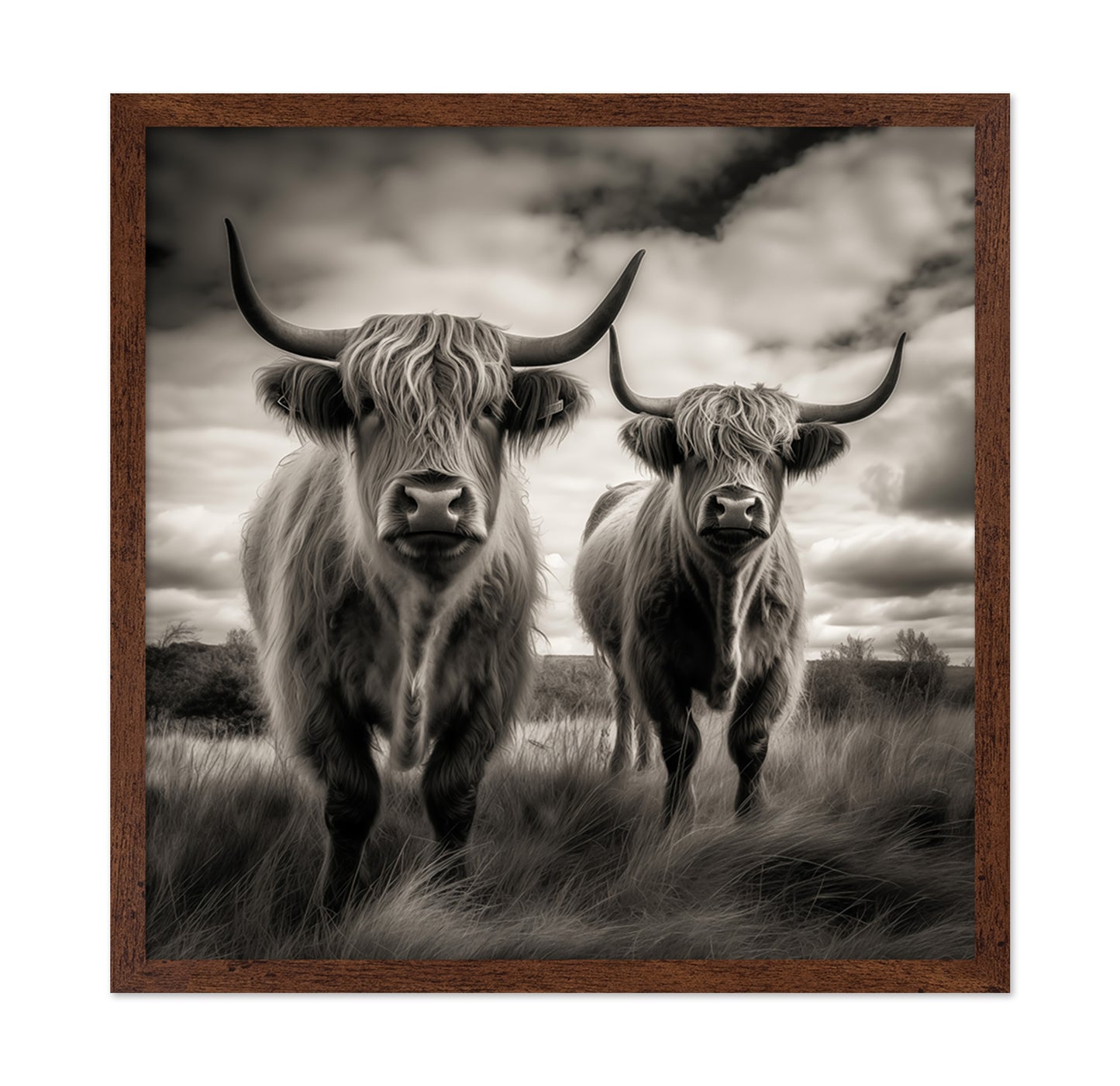 Two Highland Cows