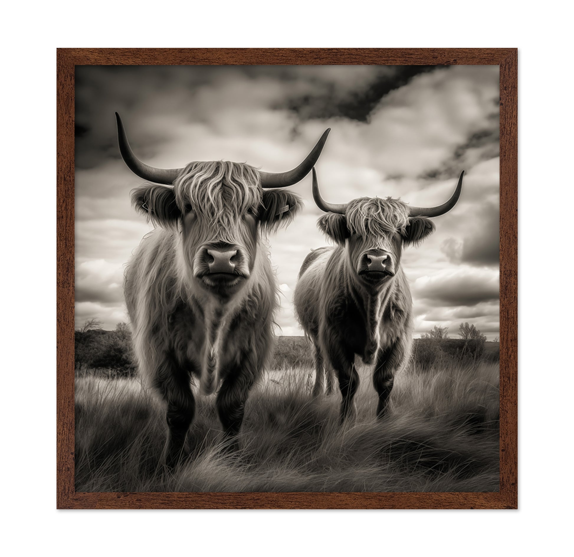 Two Highland Cows