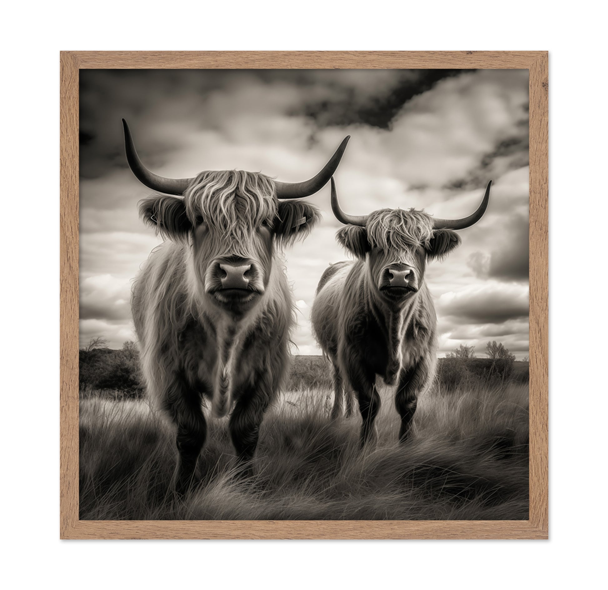 Two Highland Cows