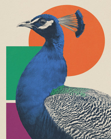 The Peacock