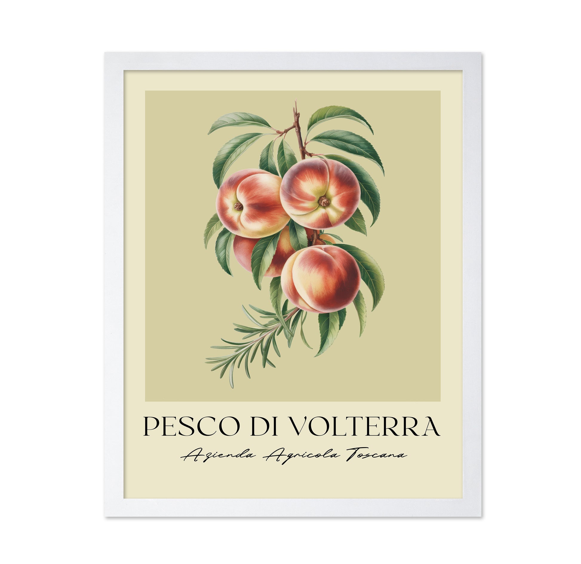 Pesco Di Volterra