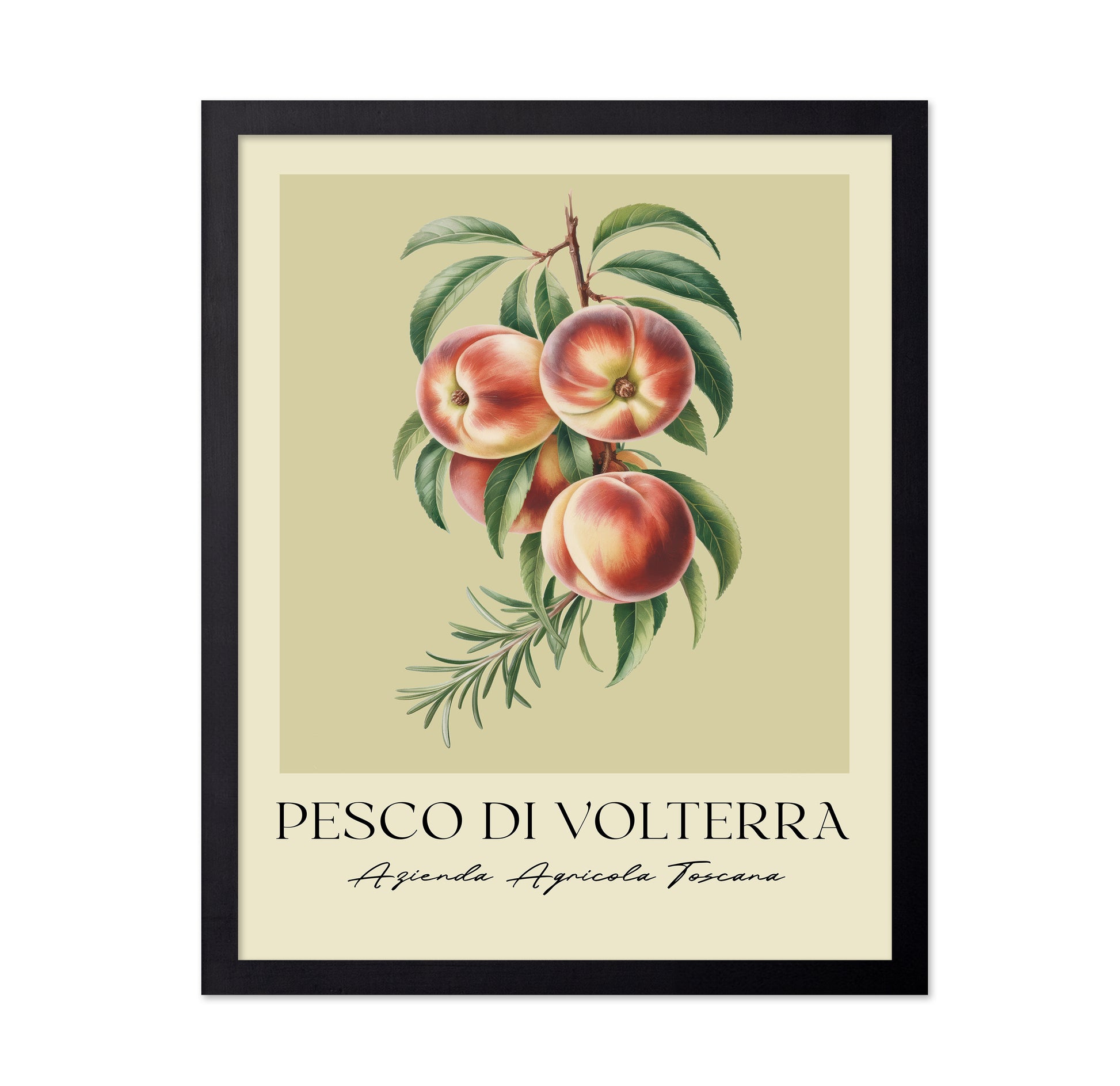 Pesco Di Volterra