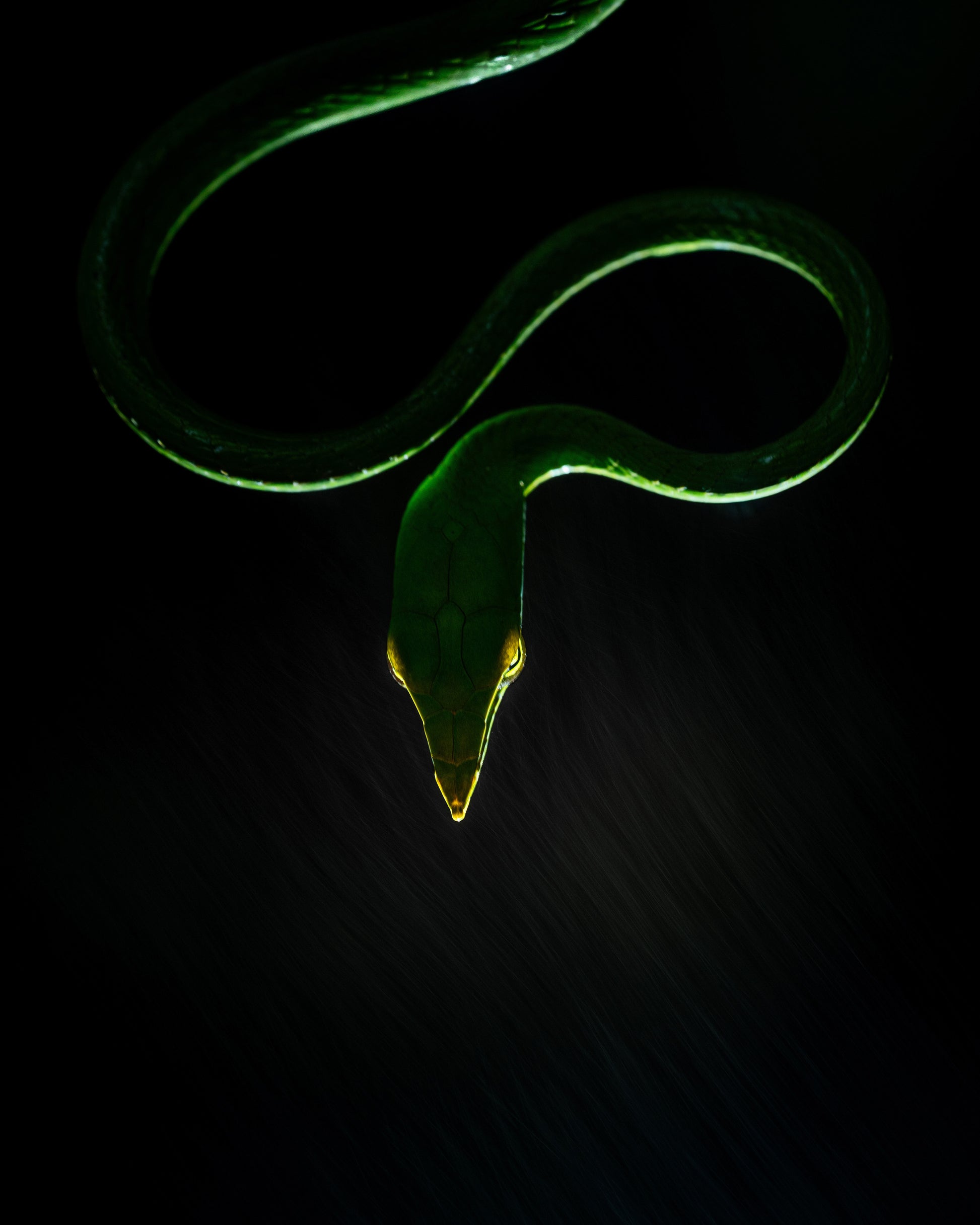 Vine Snake