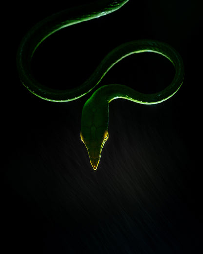 Vine Snake