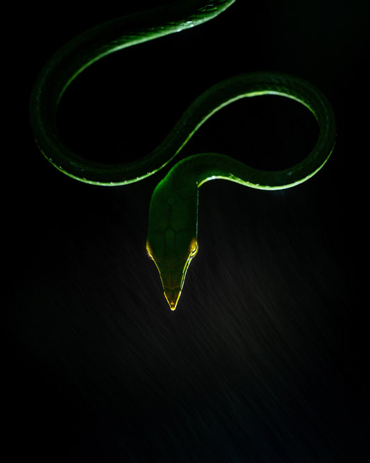 Vine Snake