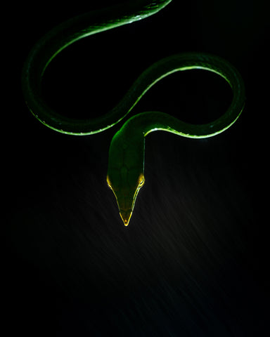 Vine Snake