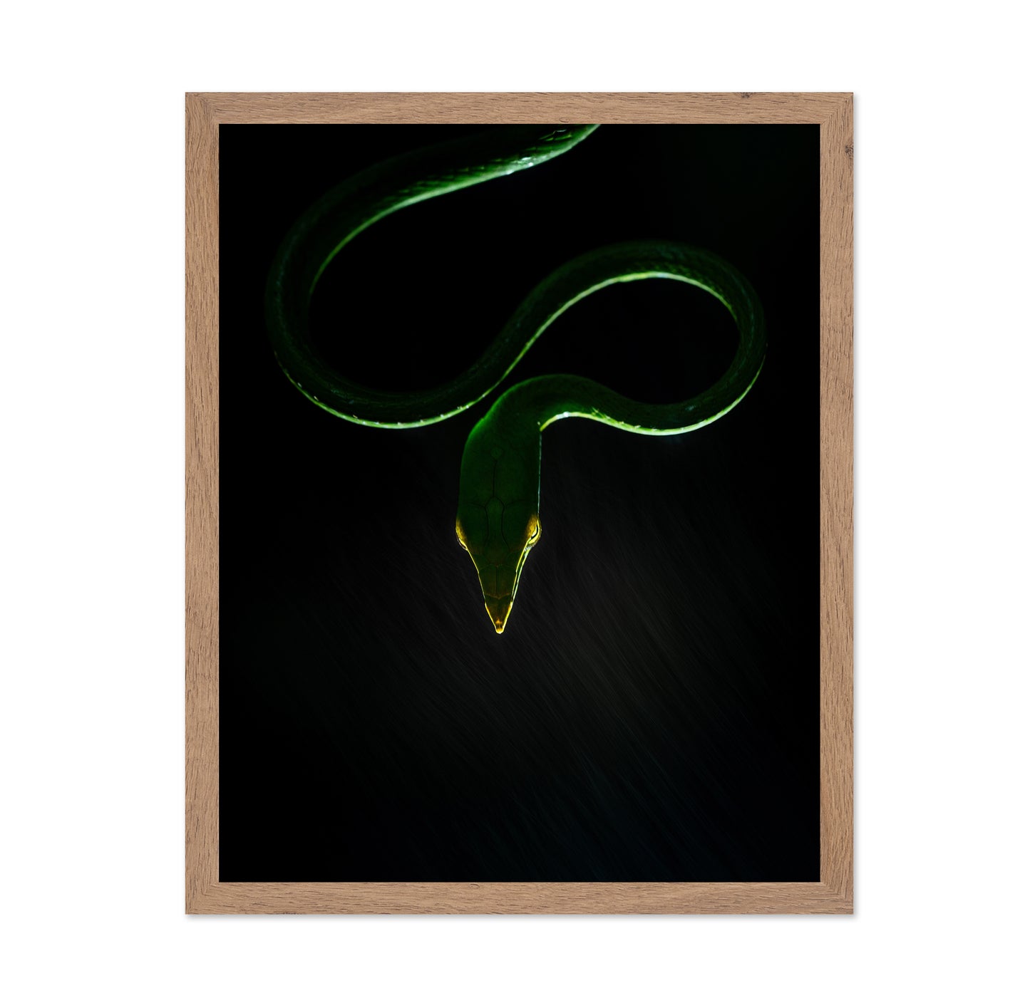 Vine Snake