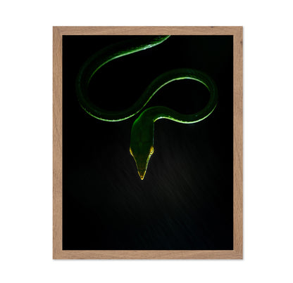 Vine Snake