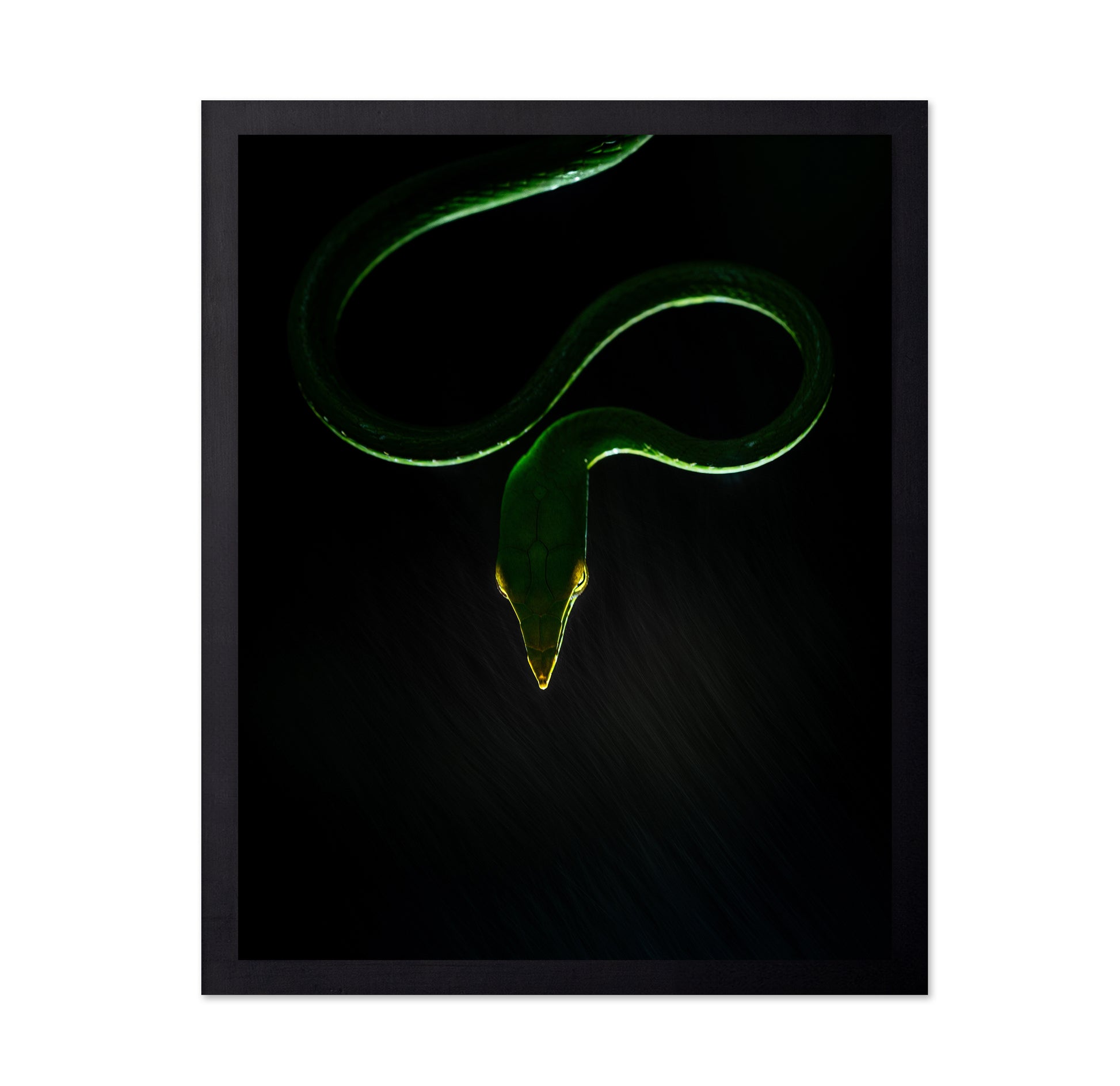 Vine Snake