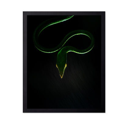 Vine Snake