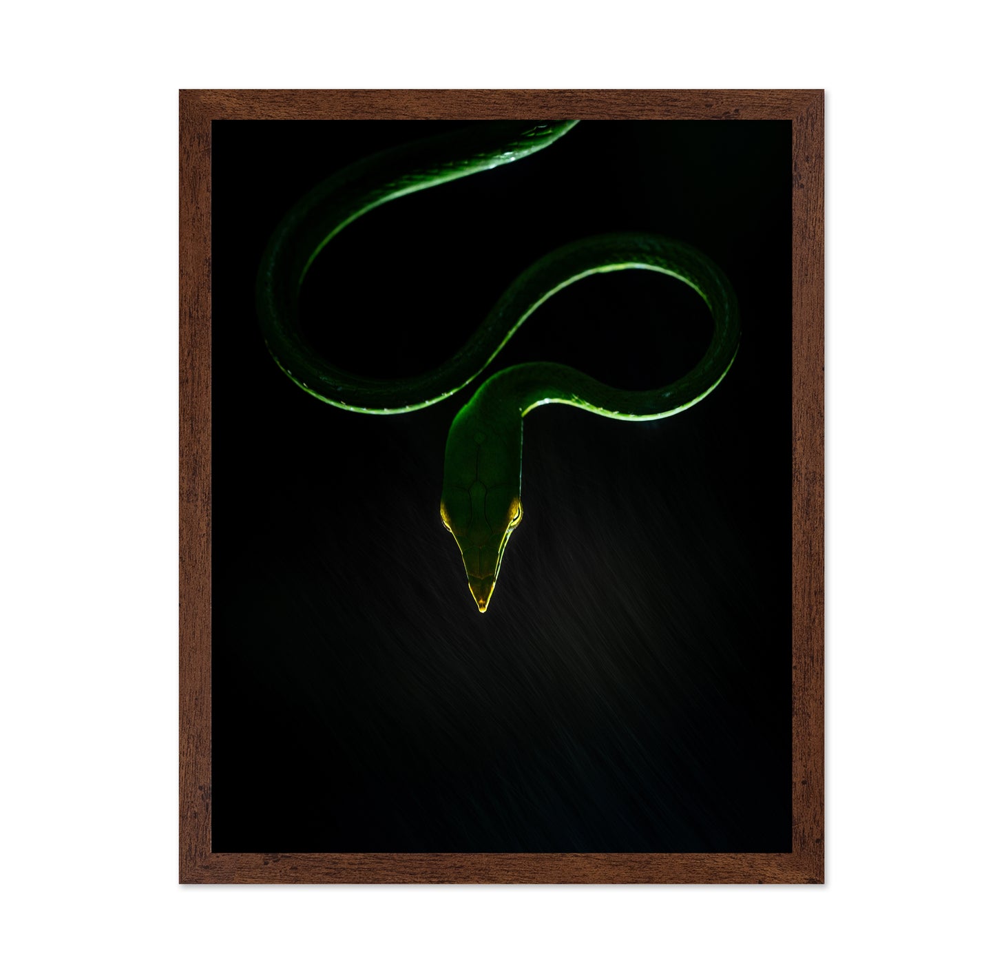 Vine Snake