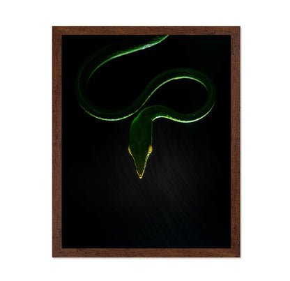 Vine Snake