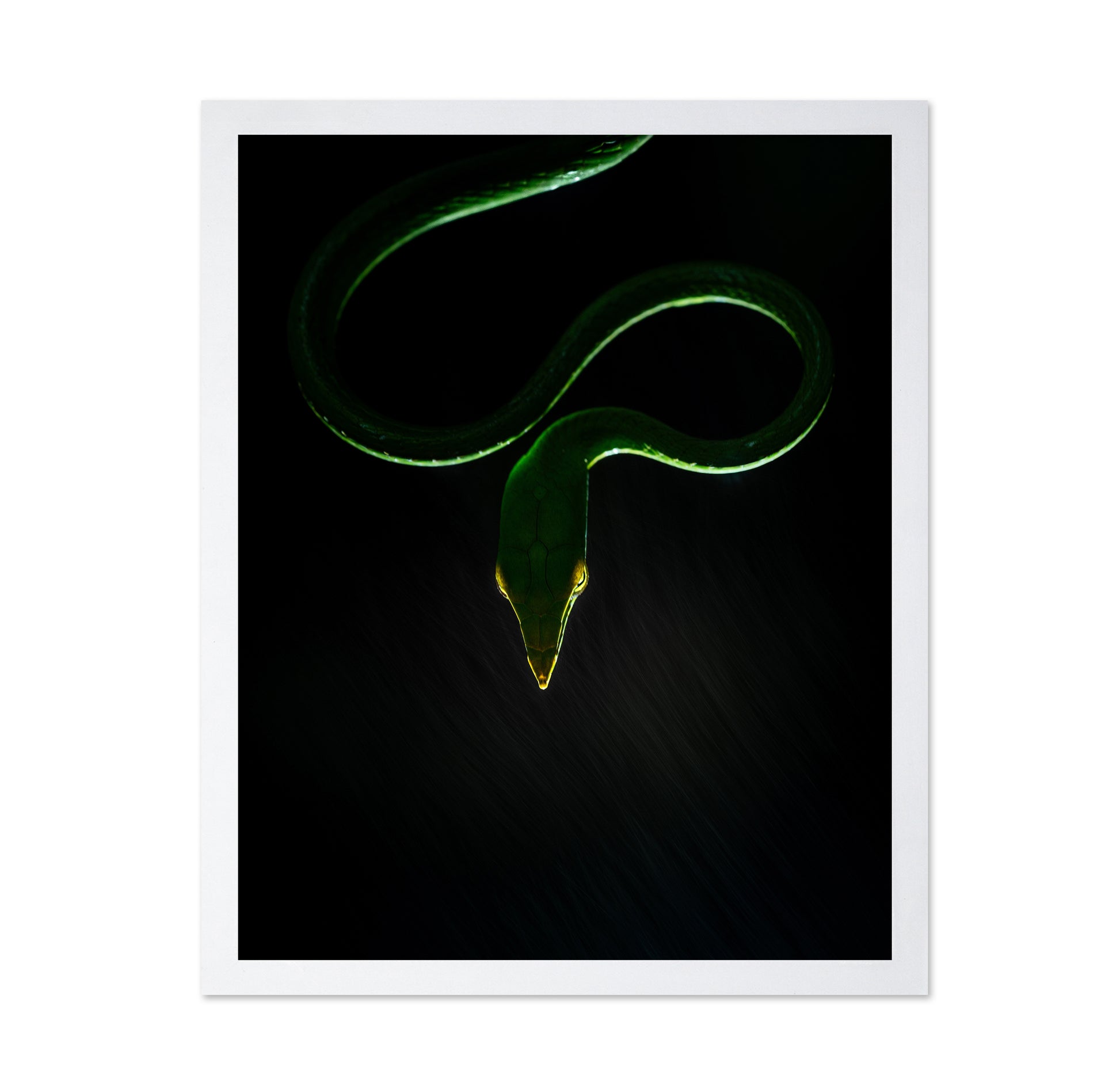 Vine Snake
