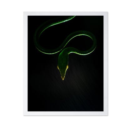 Vine Snake