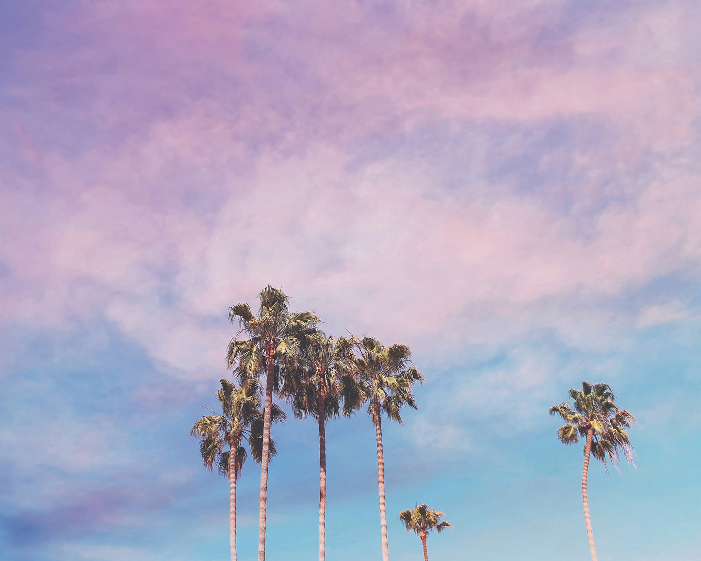 Pastel Palm Trees