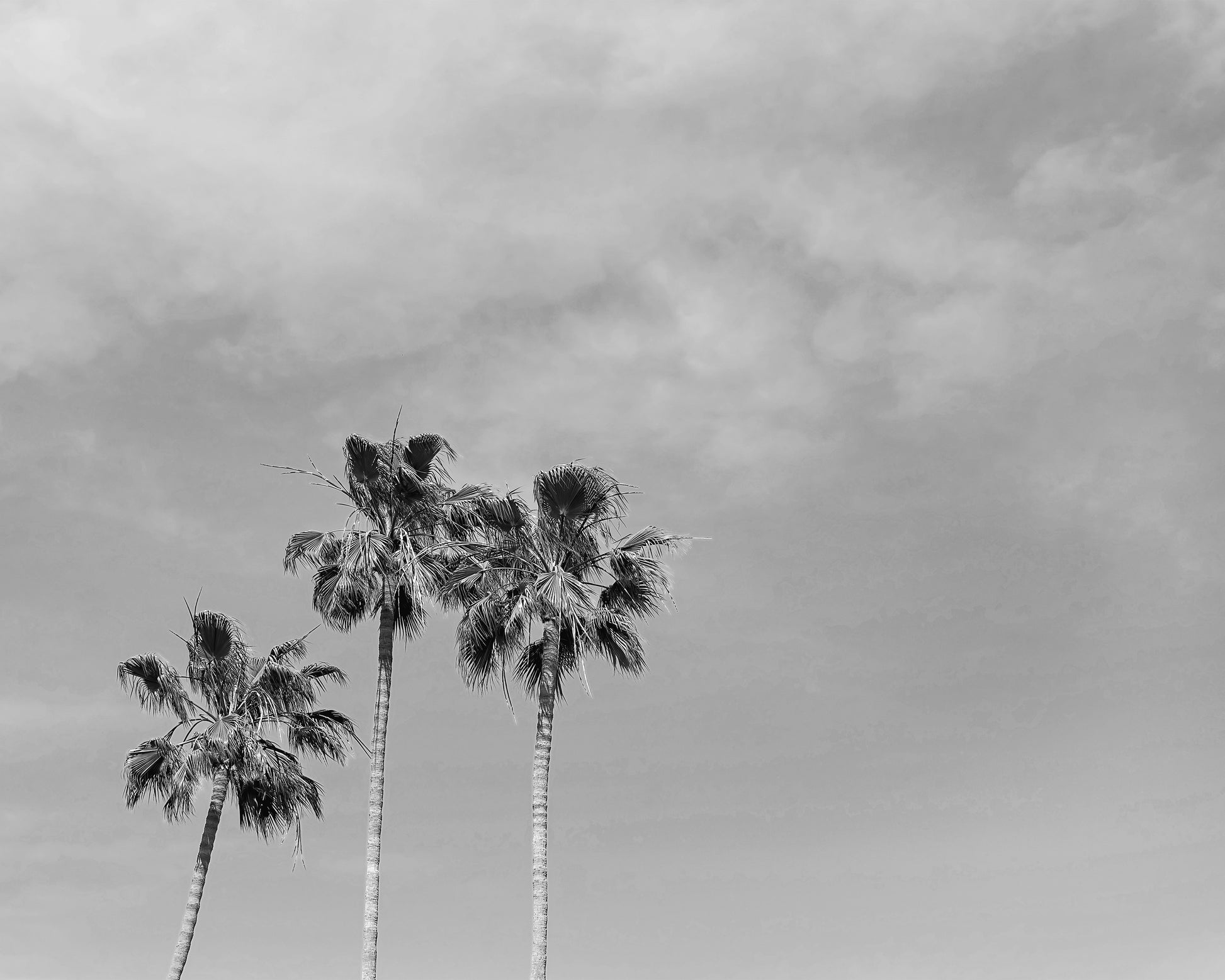 Black and White Palm Trees