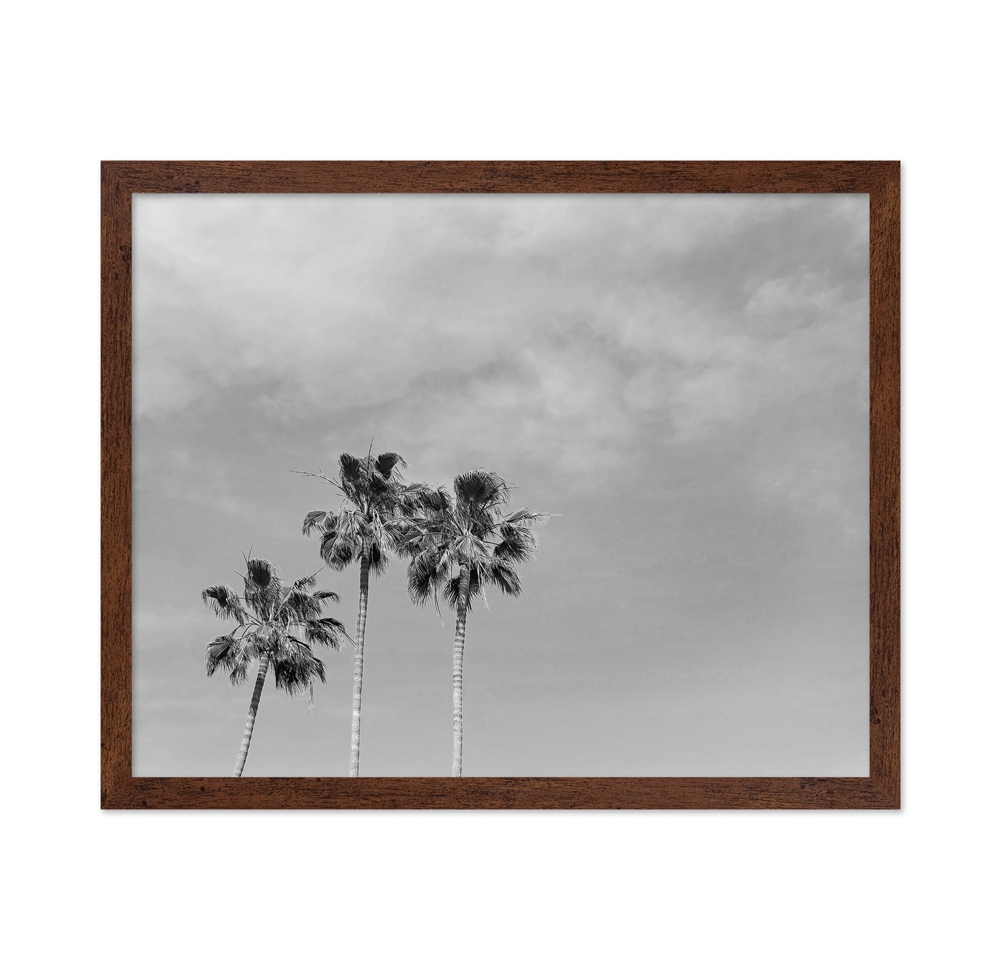 Black and White Palm Trees