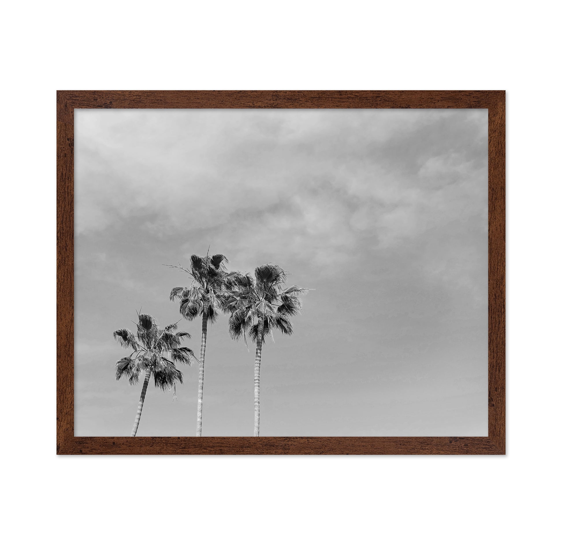 Black and White Palm Trees