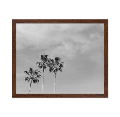 Black and White Palm Trees