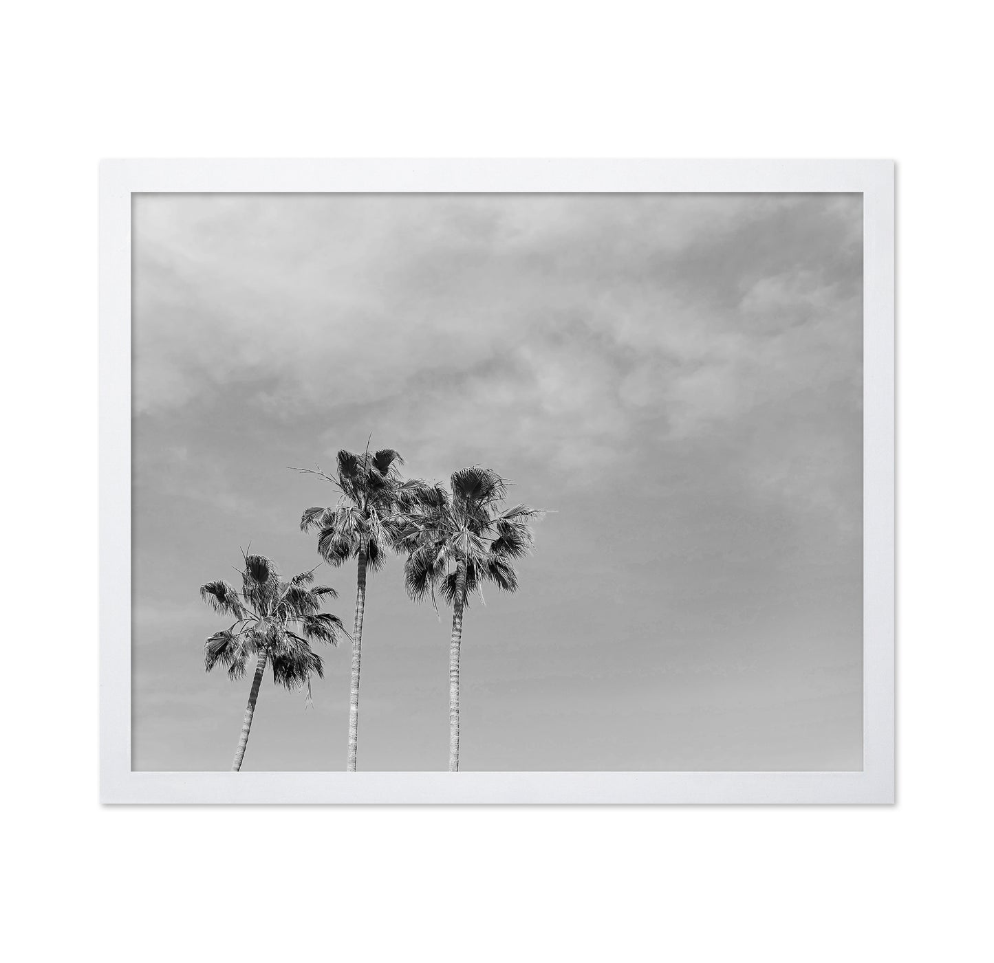 Black and White Palm Trees