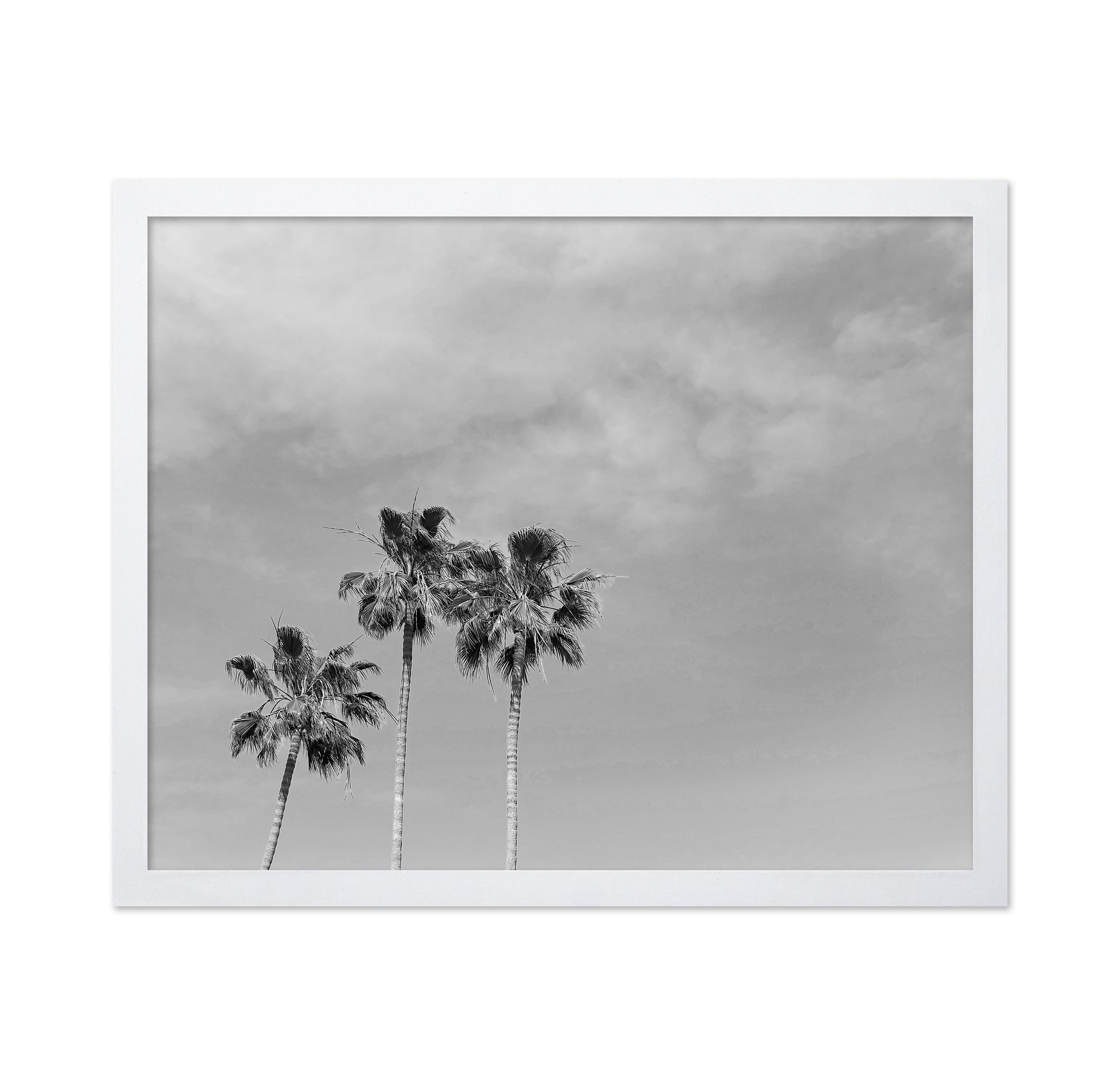 Black and White Palm Trees