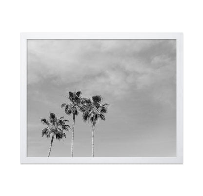 Black and White Palm Trees
