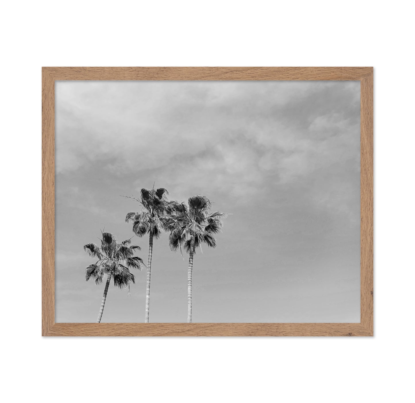 Black and White Palm Trees
