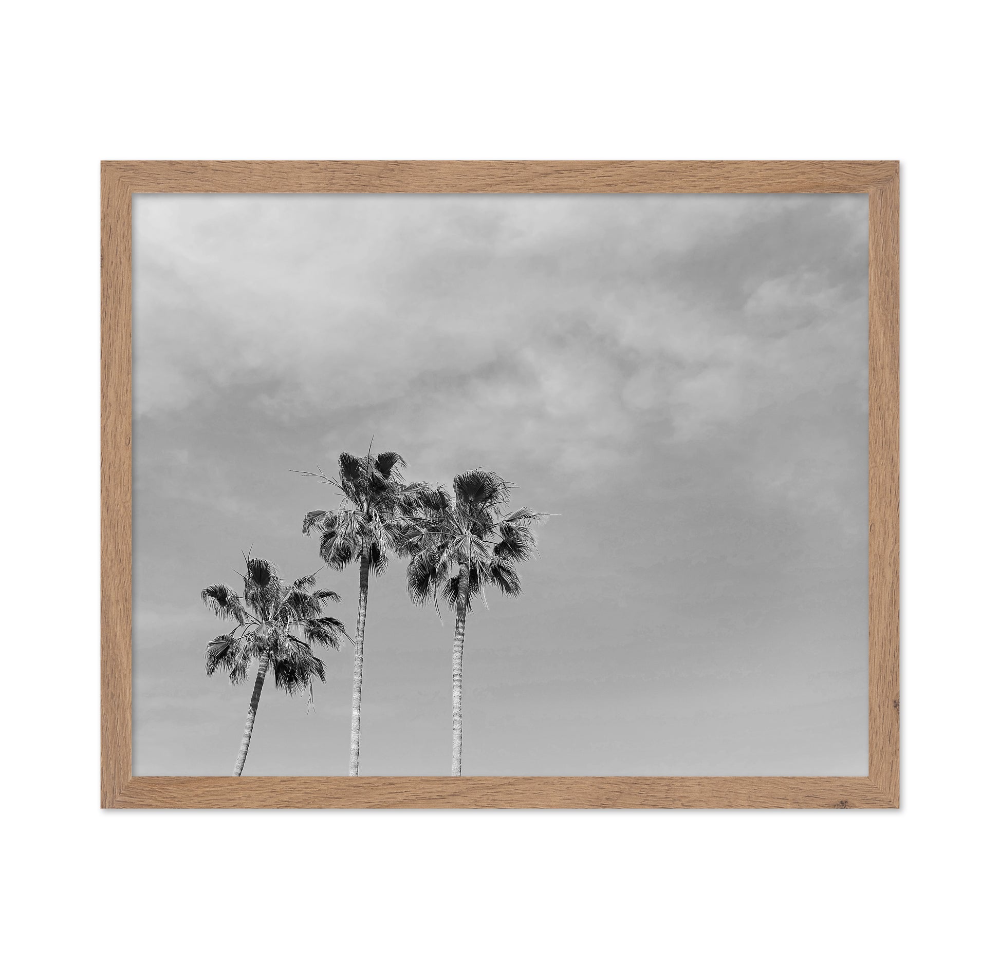 Black and White Palm Trees