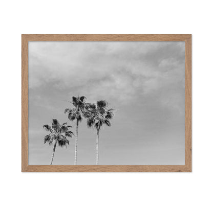 Black and White Palm Trees