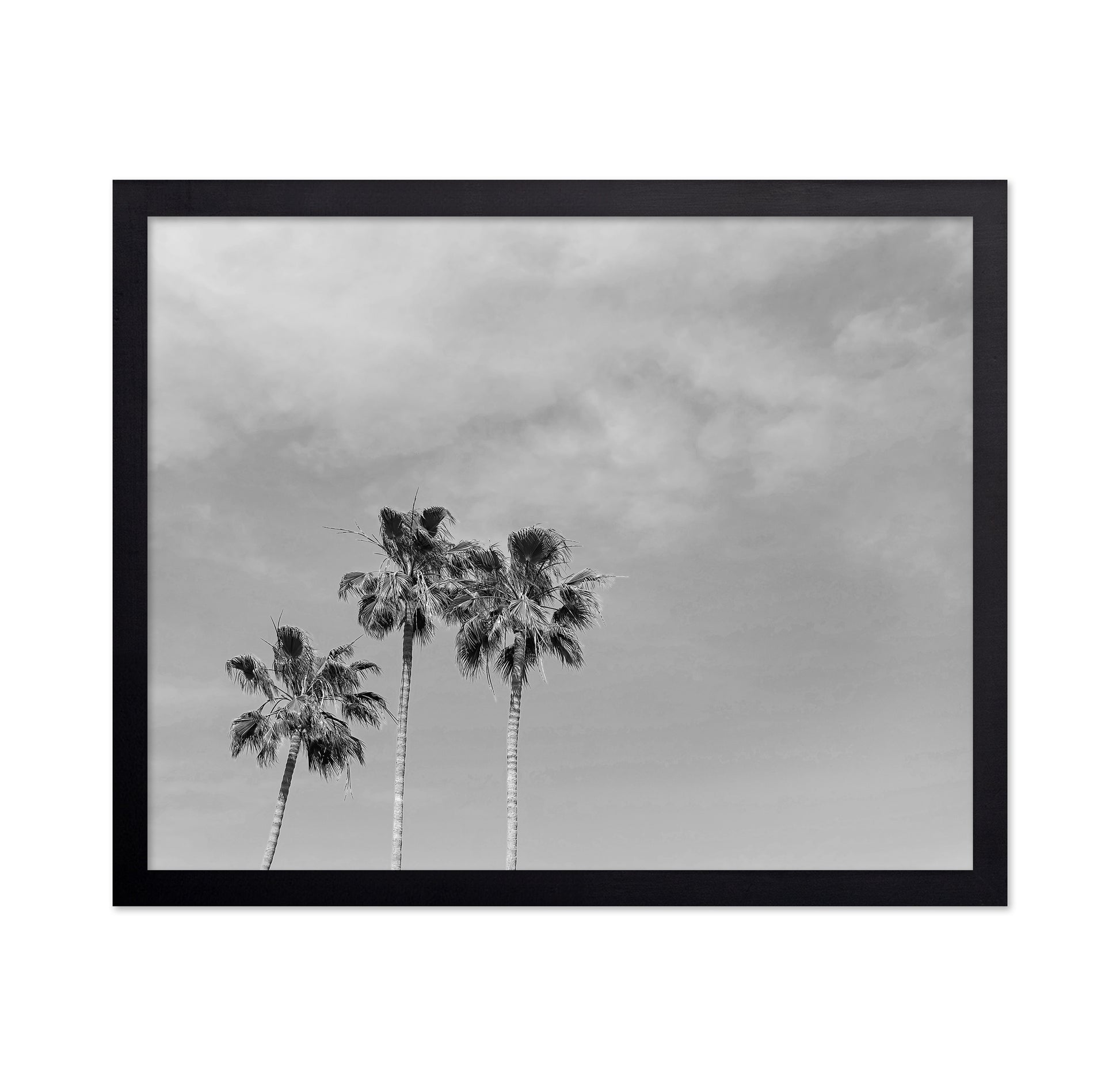 Black and White Palm Trees