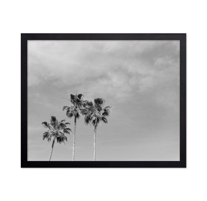 Black and White Palm Trees