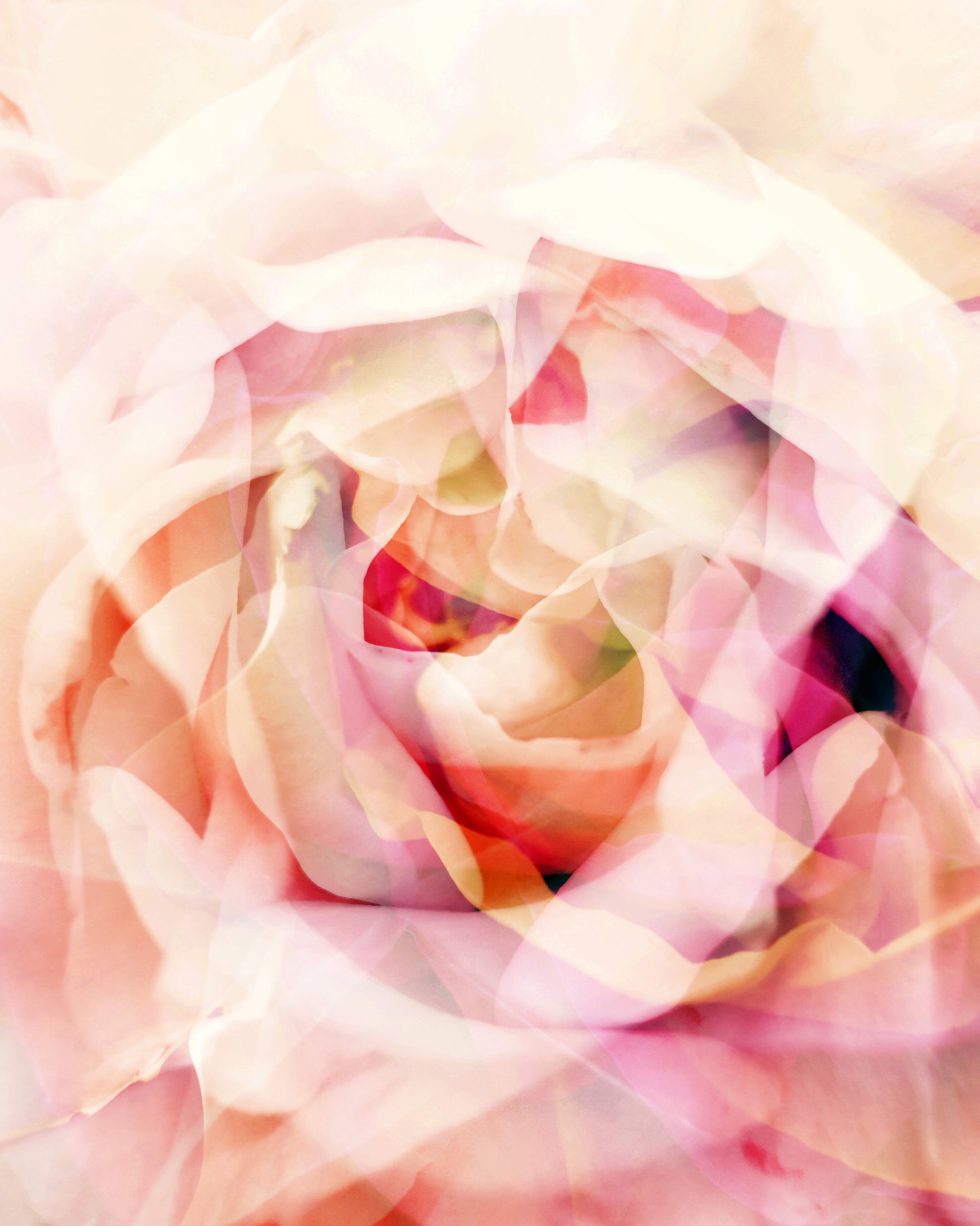 Whispering Roses