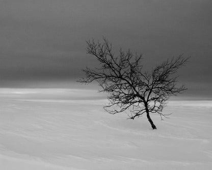 Solitude in White