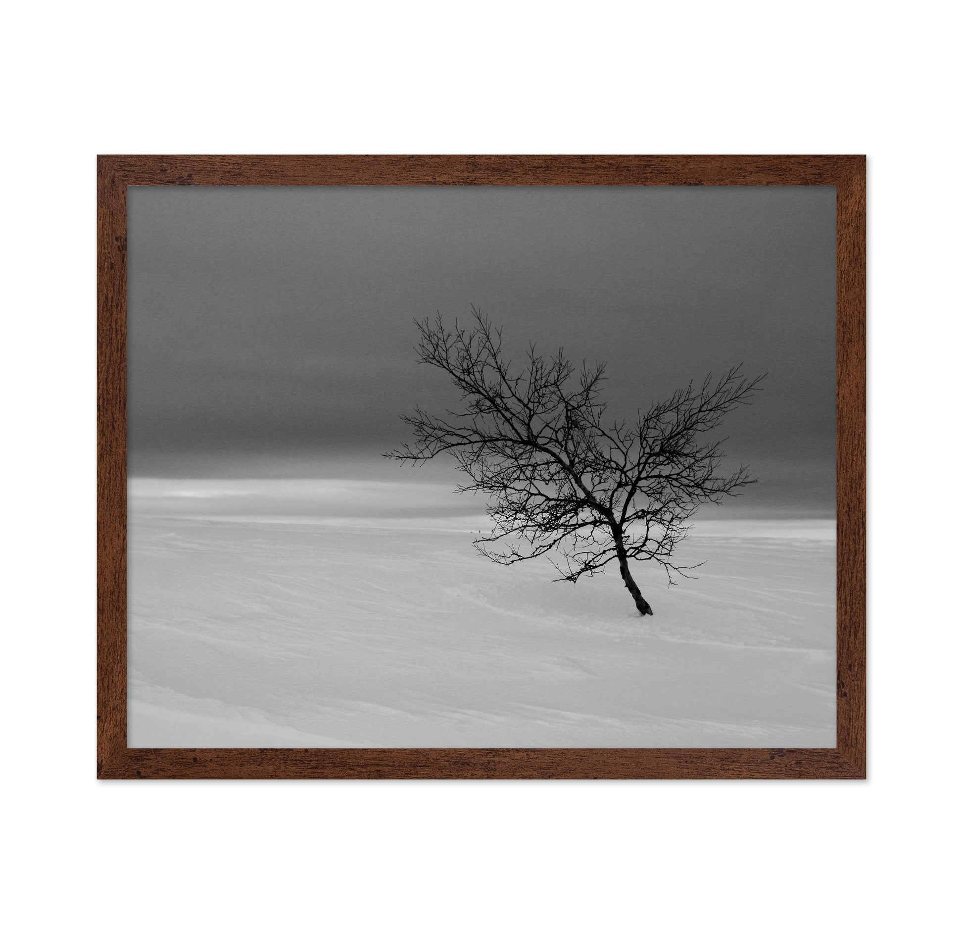 Solitude in White
