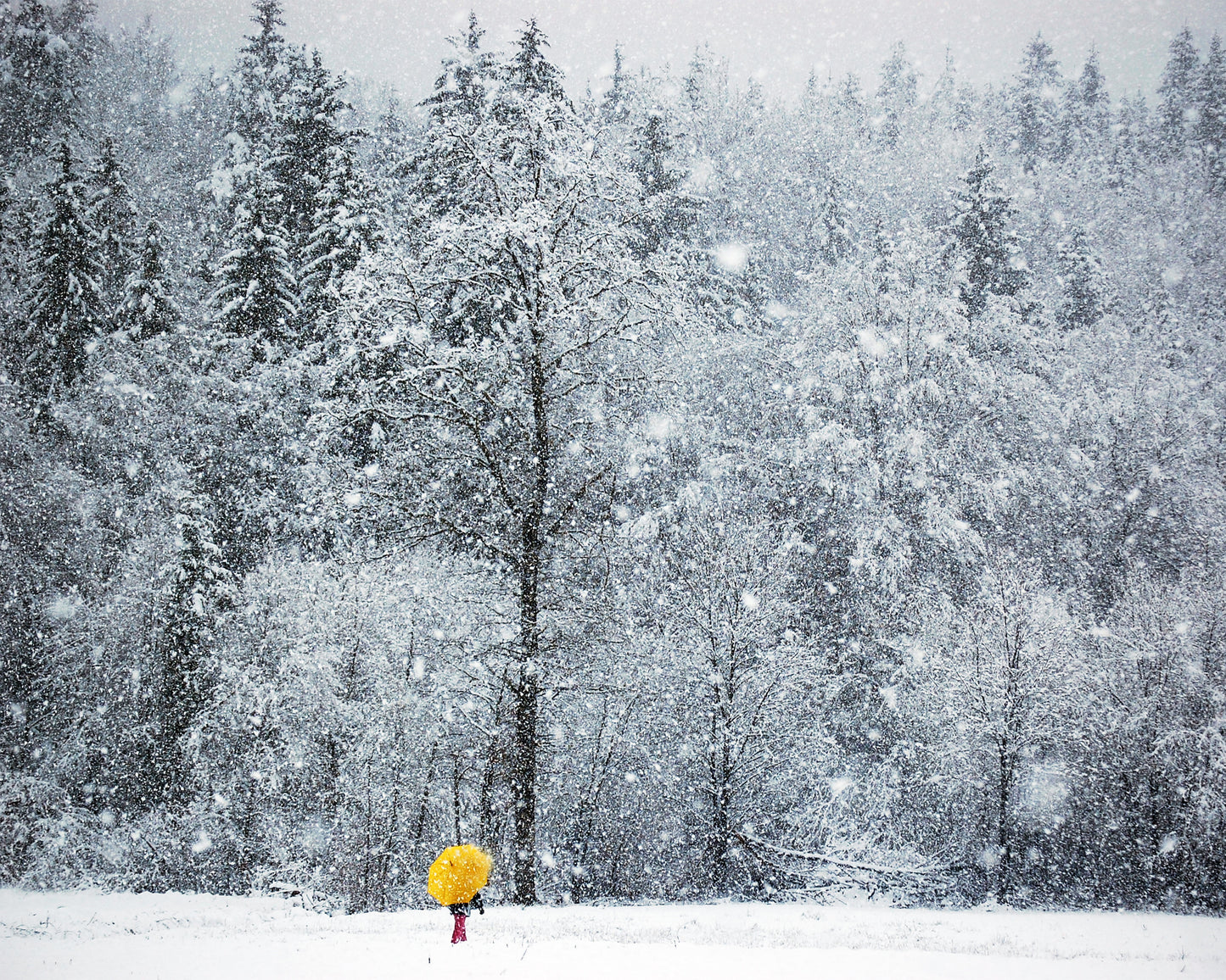 Let It Snow